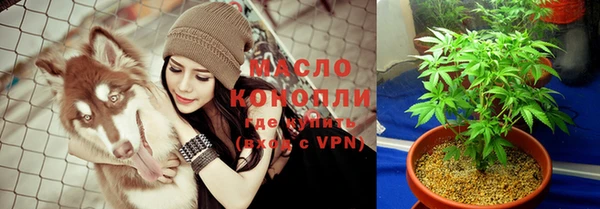 сатива Новозыбков