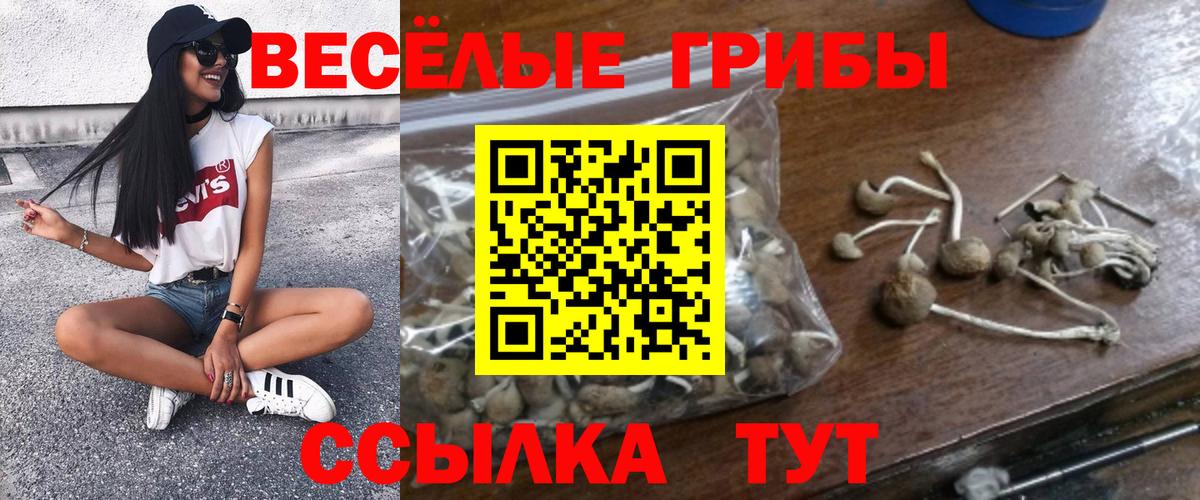 Псилоцибиновые грибы GOLDEN TEACHER  Вход с VPN  Галлюциногенные грибы мицелий  Избербаш 